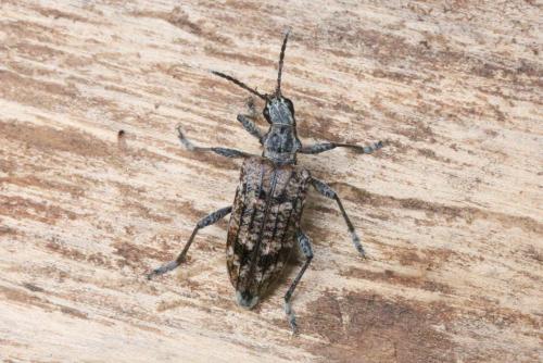 Rhagium inquisitor